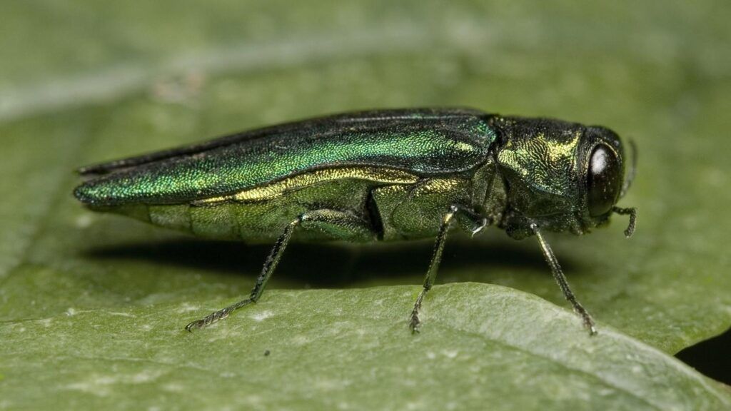 Emerald Ash Borer