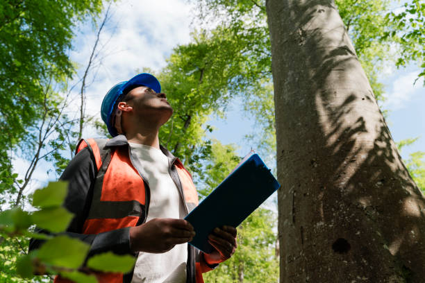 tree care services near me