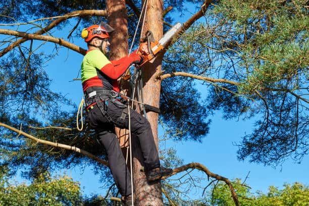 Tree Services