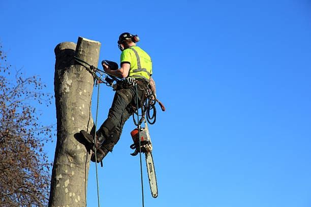 Tree Services