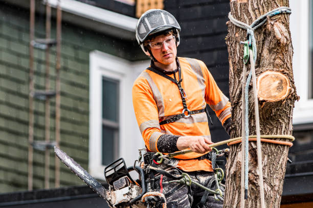 tree care services near me