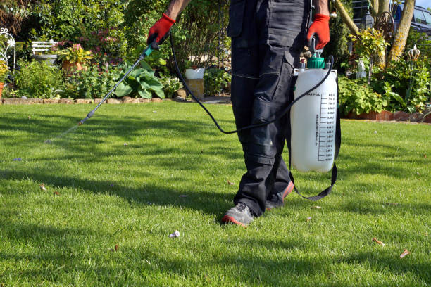 lawn maintenance